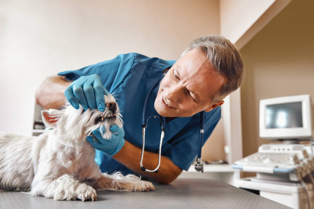 Best Emergency Root Canal Treatment in Wilder, ID